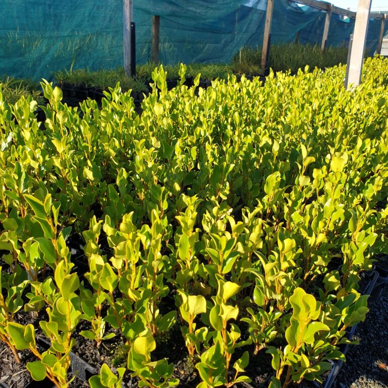 Griselinia littoralis ‘Broadway Mint’ 7cm Grade x 42 plants Orari Nursery Online