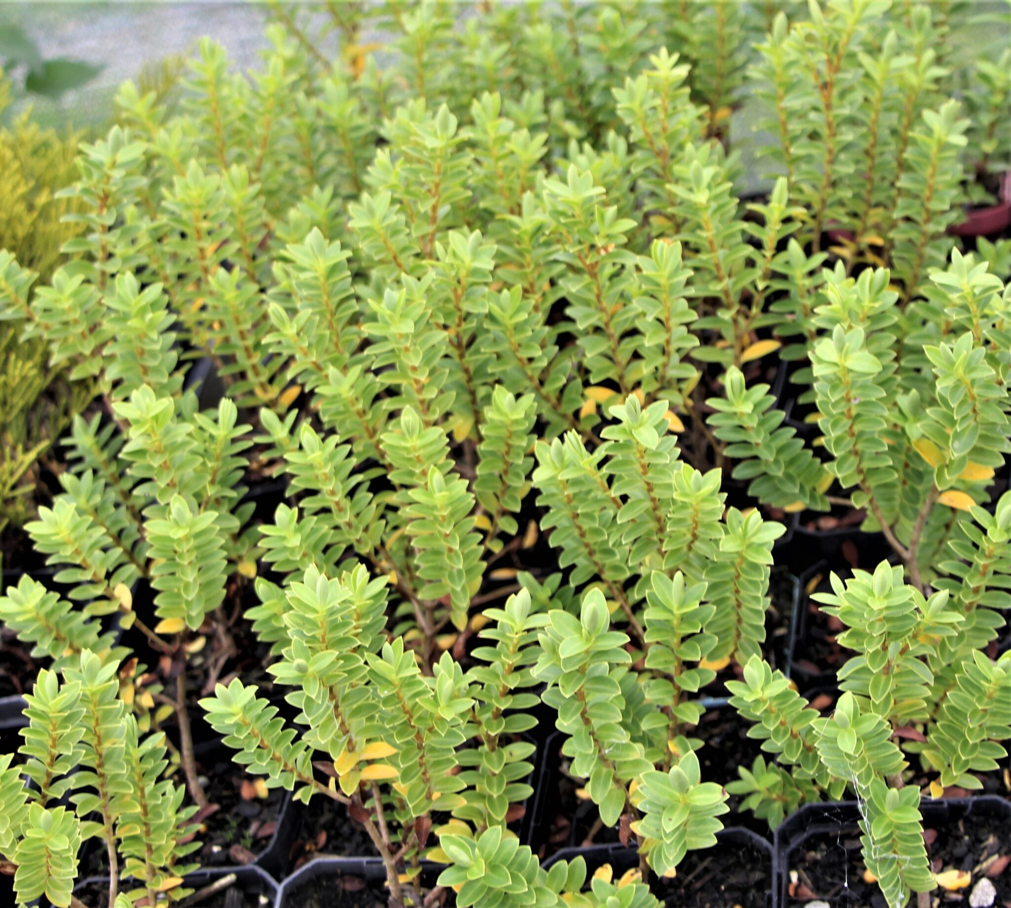 Hebe brachysiphon. x 10 Landscape Grade | Orari Nursery Online