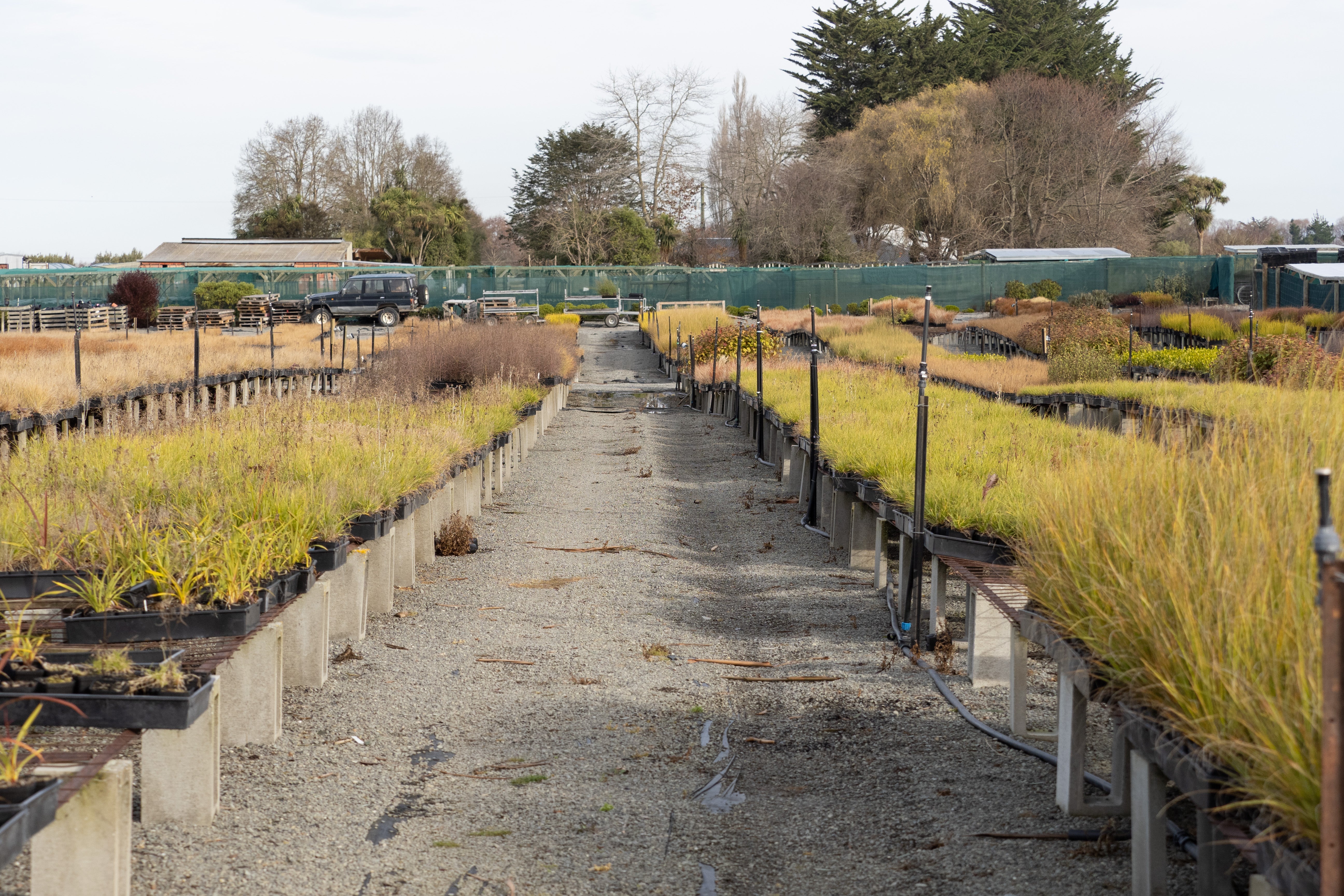 All Nursery Plants