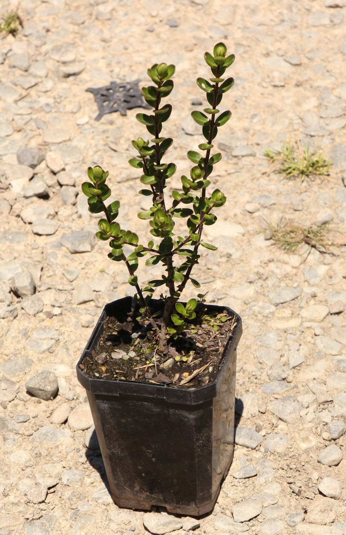 Shrubs
