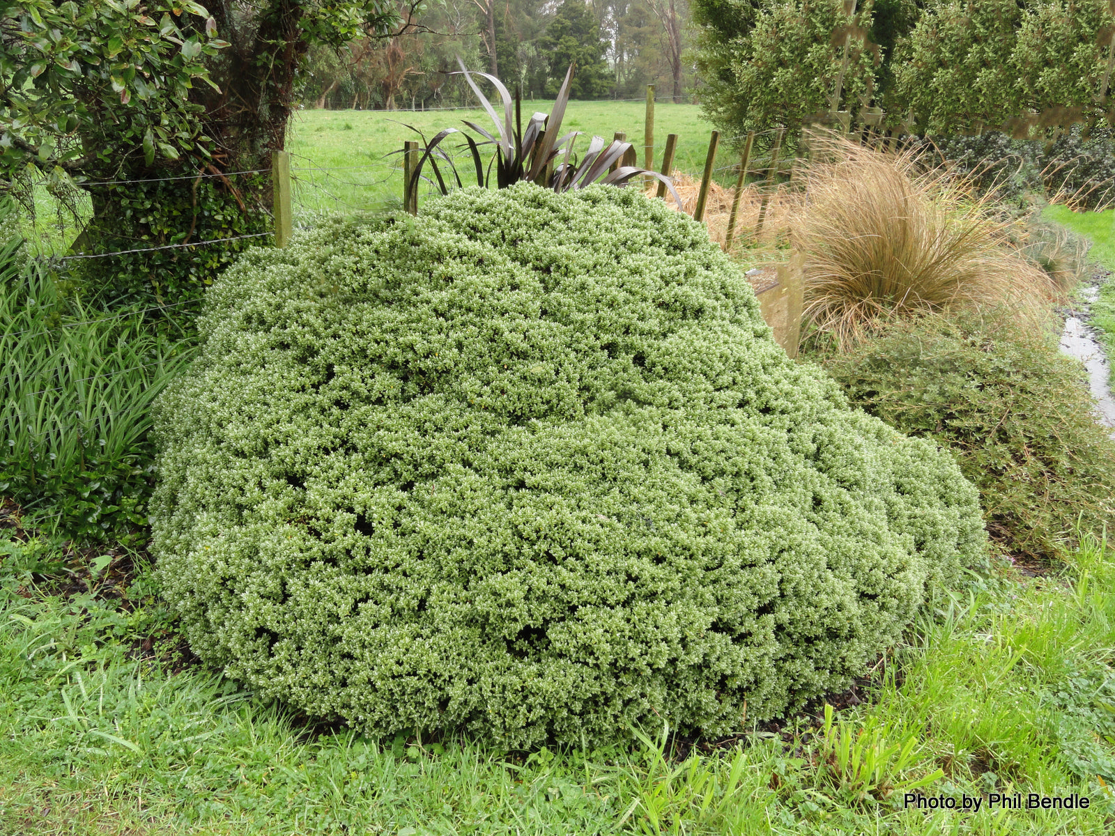 Small Shrubs