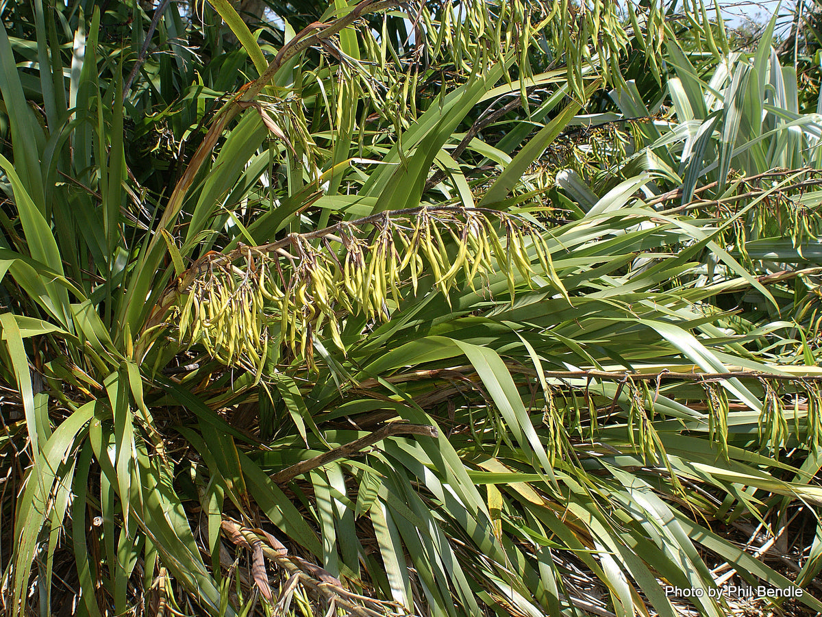 Hedges and Shelter Belts