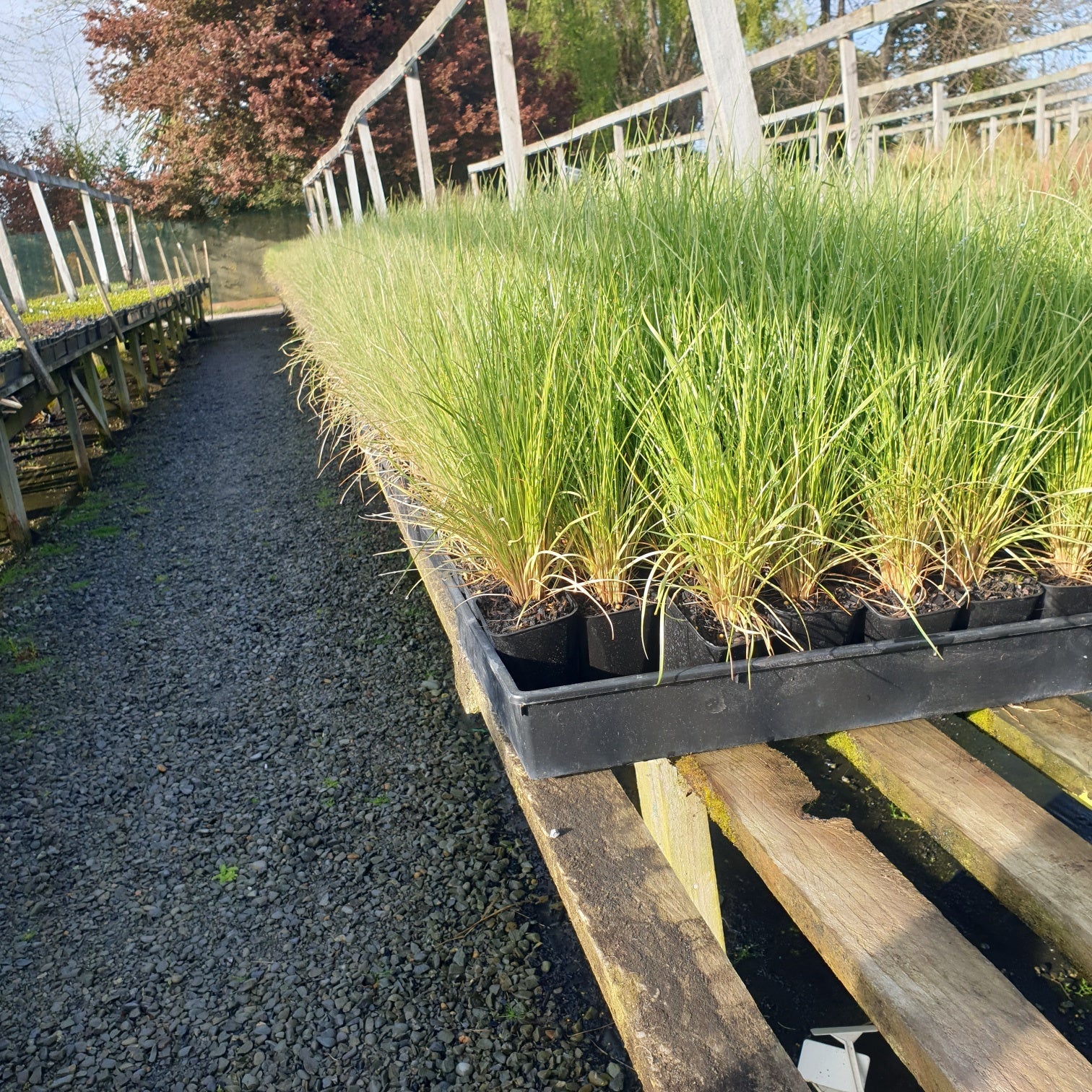 Grasses, Sedges and Tussocks