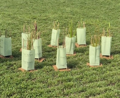 Tree Guards
