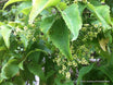Plagianthus regius