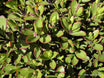 Veronica decumbens