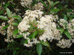Olearia cheesemanii