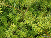Podocarpus totara 'Aurea'