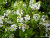 Veronica evenosa