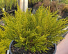 Veronica 'Winter Gold'