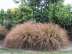 Anemanthele lessoniana, Wind Grass