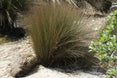 Apodasmia similis, Oioi