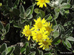 Brachyglottis greyii