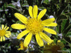 Brachyglottis monroii