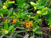 Coprosma repens