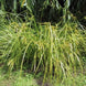 Carex maorica