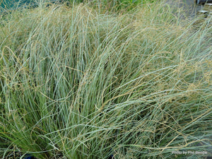 Carex comans 'Green'