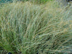 Carex comans 'Green'