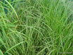Carex dipsacea