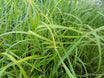 Carex trifida