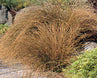 Carex flagellifera