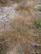 Carex tenuiculmis