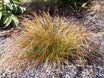 Carex testacea