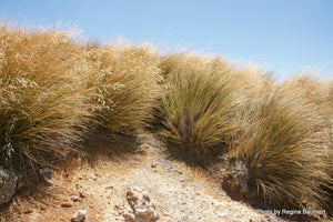 Chionochloa rubra (Red Tussock)