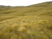 Chionochloa rigida (Snow Tussock)