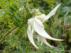 Clianthus puniceus 'Alba' (White Kākā Beak)