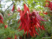 Clianthus puniceus 'Rosea' (Red Kākā Beak)