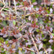 Coprosma 'Roy's Red'