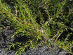 Coprosma x kirkii