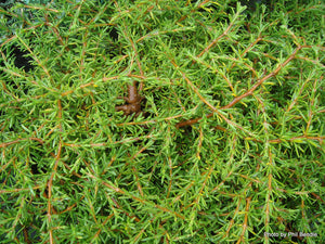 Coprosma 'Hawera'