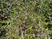 Coprosma crassifolia