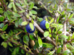 Coprosma propinqua