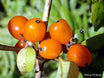 Coprosma robusta