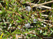Coprosma rugosa