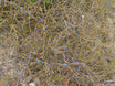 Coprosma brunnea