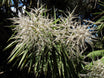 Cordyline australis, Cabbage Tree