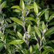 Corokia 'Geenty's Green'