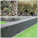 Corokia 'Bronze King'