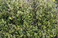 Corokia 'Emerald and Jade'