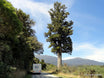 Dacrycarpus dacrydioides, Kahikatea