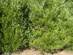 Dodonaea viscosa, Green Akeake