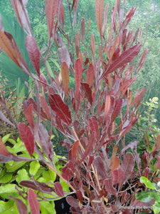 Dodonaea viscosa Purpurea, Purple Akeake