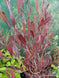Dodonaea viscosa Purpurea, Purple Akeake