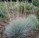 Festuca actae, Blue Tussock
