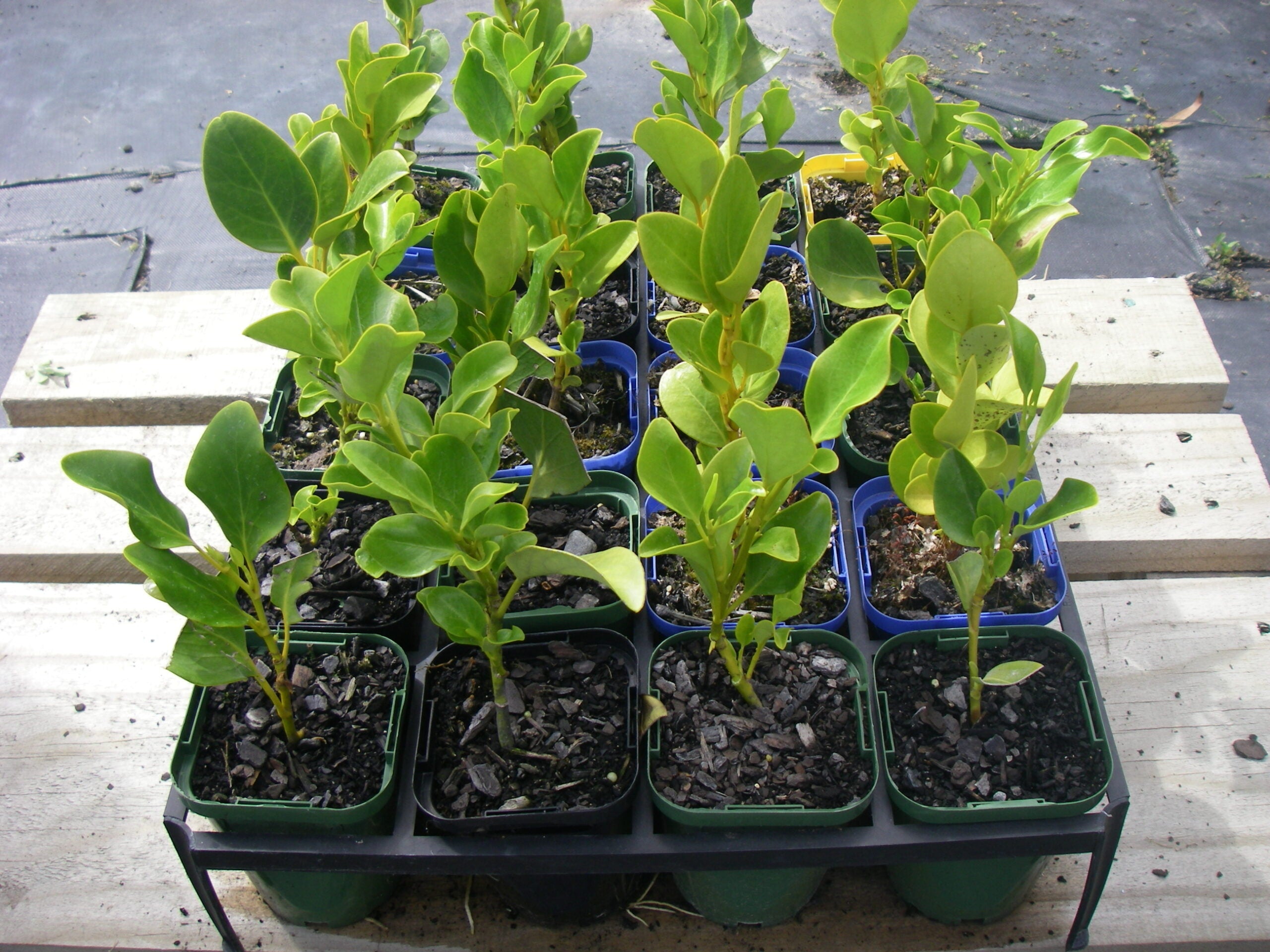 category-image