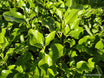 Griselinia littoralis 'Broadway Mint'